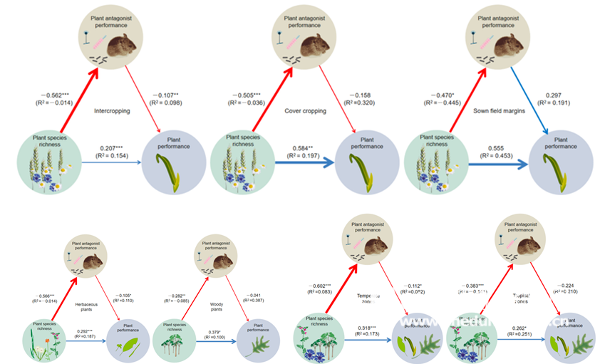 植物“混种”，防虫又增产！华理团队联合中外科研人员揭秘绿色农田的“生态配方”