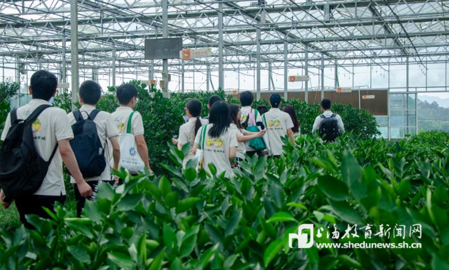 让柚乡“破圈”，这支上海高校实践团队深入浙江双柚基地干起“数据农活”